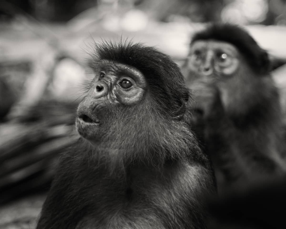 A monkey at Bijilo Monkey Park in The Gambia staring in bewilderment at something outside the frame, while other monkeys continue eating nearby