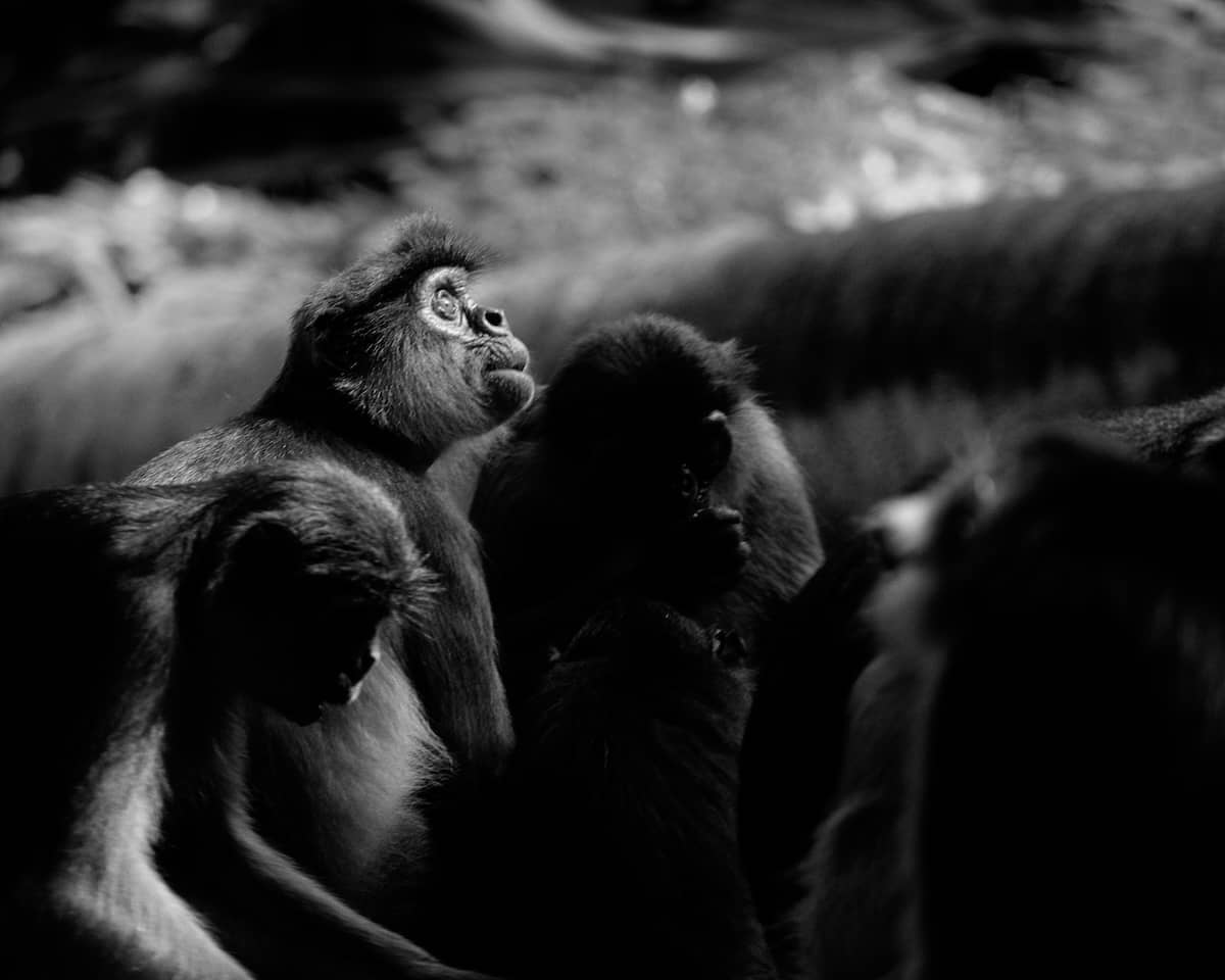 A monkey at Bijilo Monkey Park in The Gambia looking upward as if in deep thought, while other monkeys nearby are busy eating peanuts and bananas.