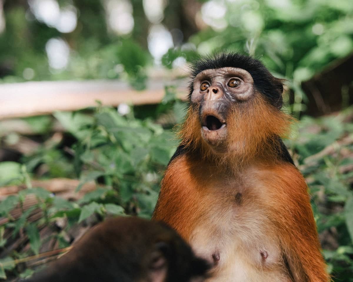 A monkey at Bijilo Monkey Park in The Gambia with a surprised expression, as if something sudden just happened or was about to happen.