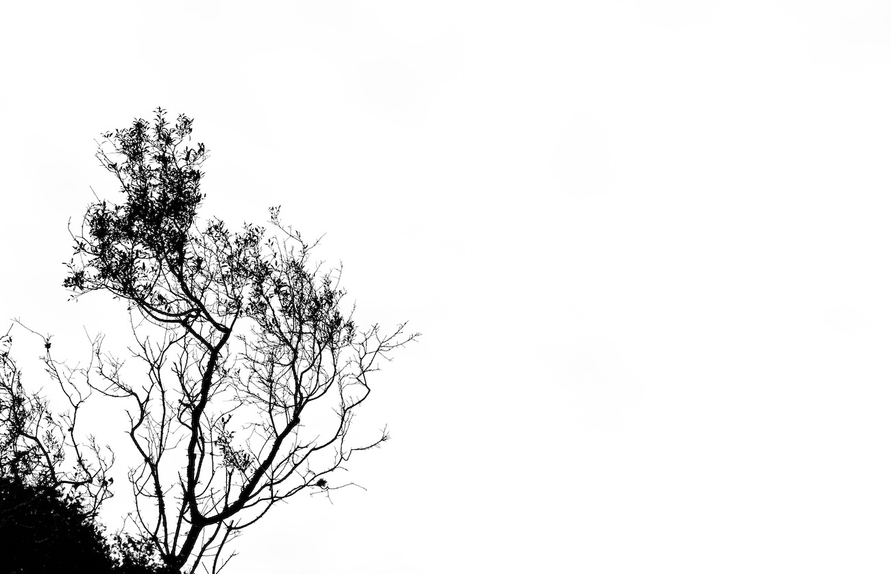 Minimalist photography of a branch with 85mm lens achieving isolation and simplicity