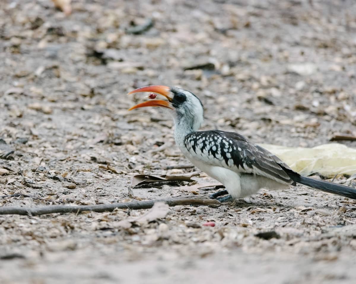 A red-billed hornbill in The Gambia about to catch a peanut mid-air, wings tucked and beak open in anticipation