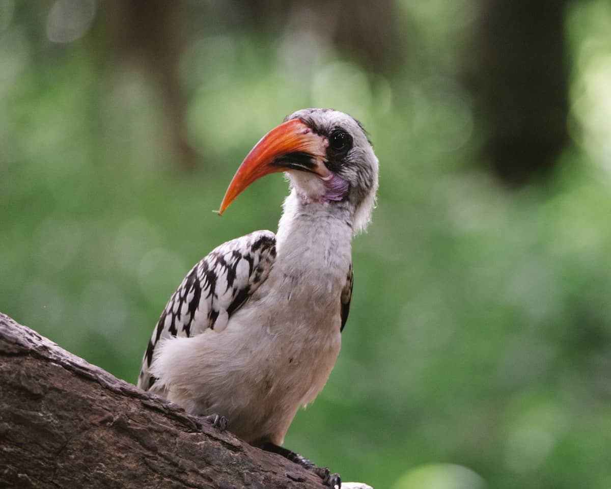A red-billed hornbill perched quietly on a branch in The Gambia, waiting patiently and observing its surroundings
